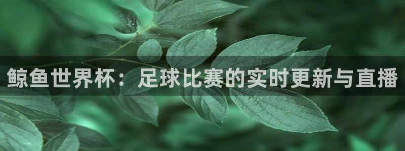 鲸鱼世界杯：足球比赛的实时更新与直播