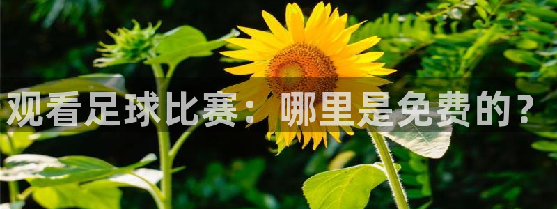 观看足球比赛：哪里是免费的？