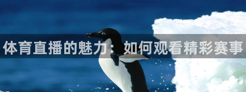 体育直播的魅力：如何观看精彩赛事