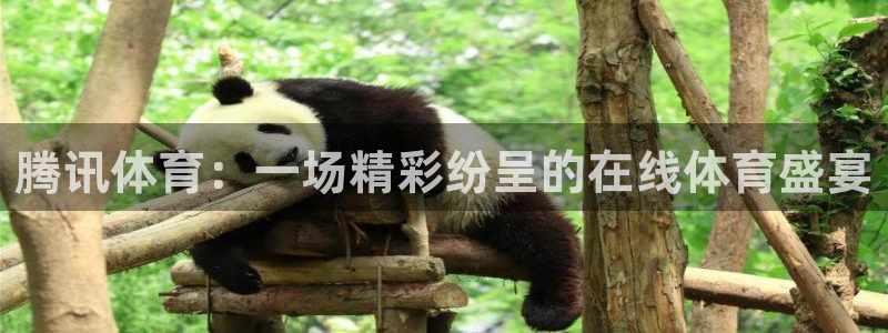 腾讯体育：一场精彩纷呈的在线体育盛宴